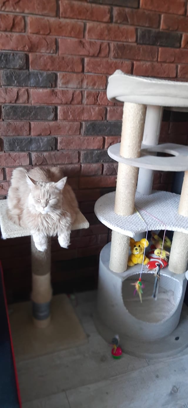 Koty czytelników / internautów www.wroclaw.pl