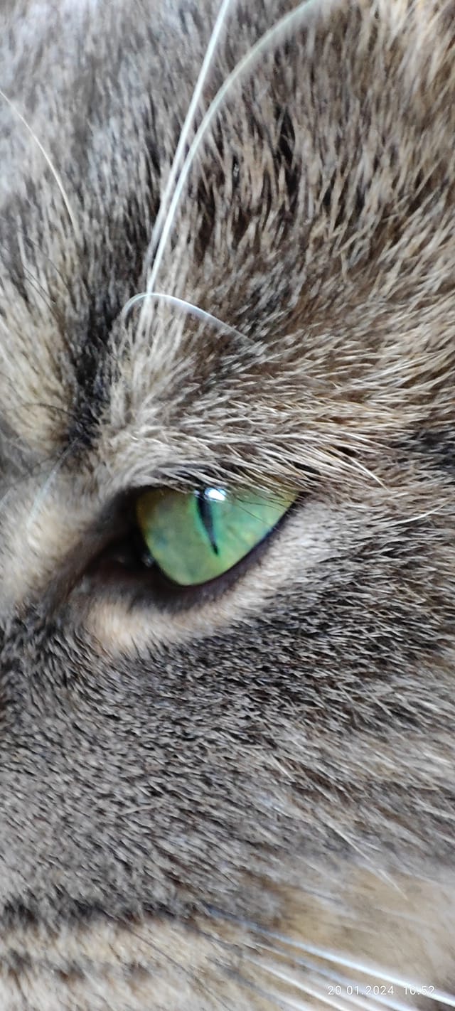 Koty czytelników / internautów www.wroclaw.pl