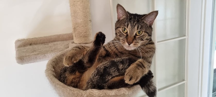 Koty czytelników / internautów www.wroclaw.pl