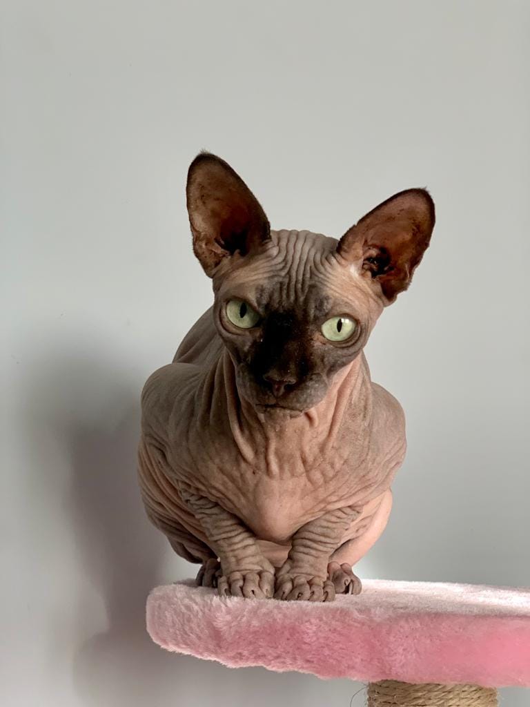 Koty czytelników / internautów www.wroclaw.pl