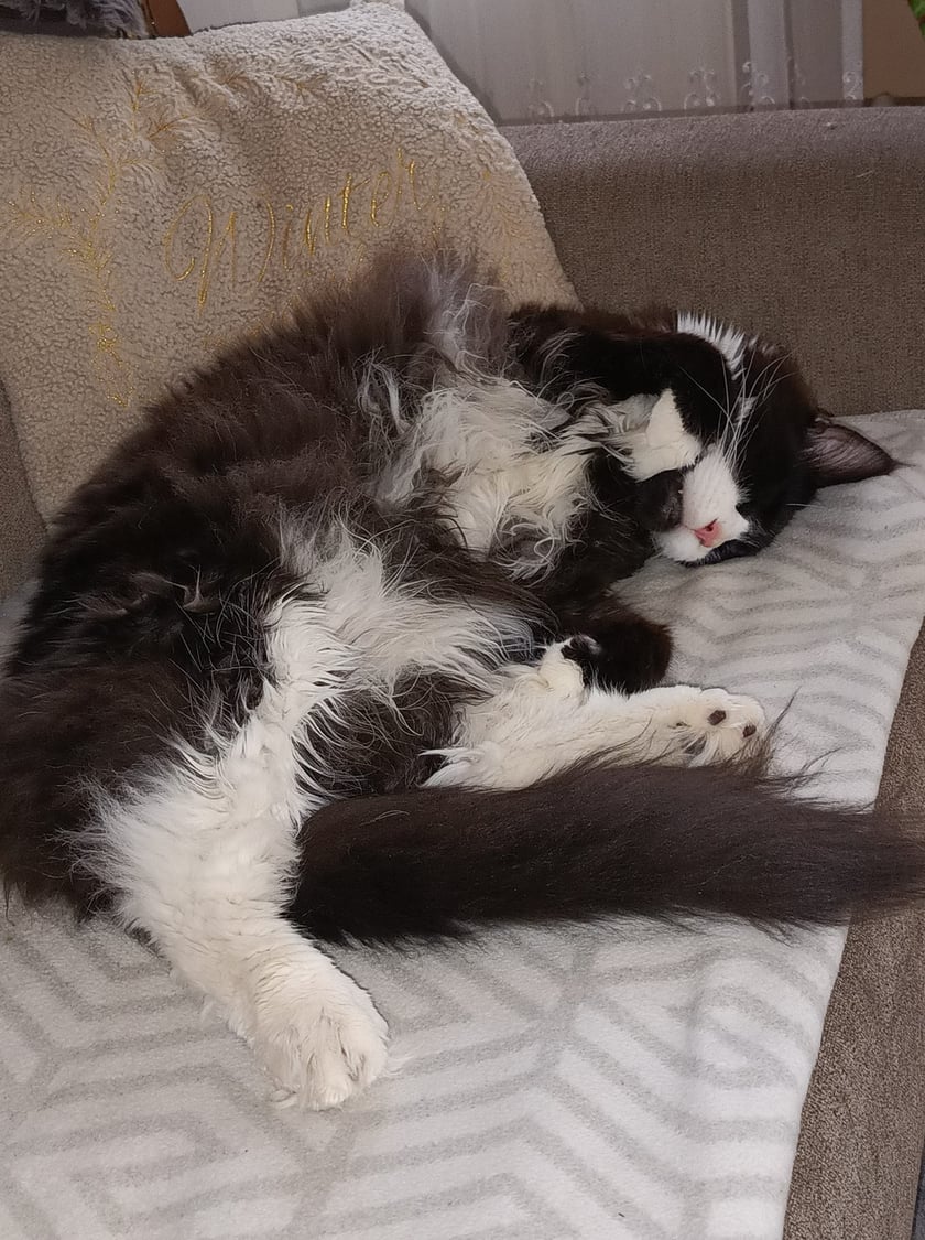 Koty czytelników / internautów www.wroclaw.pl