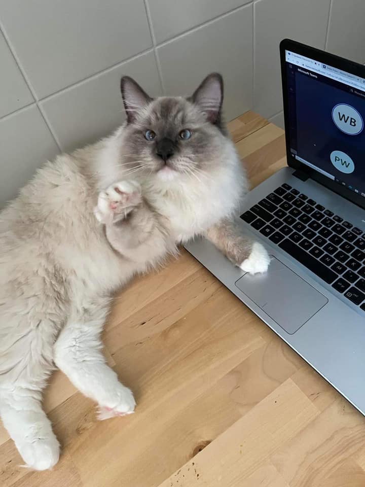 Koty czytelników / internautów www.wroclaw.pl