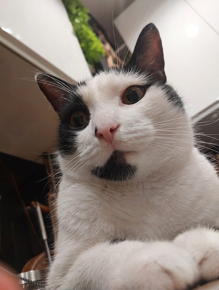 Koty czytelników / internautów www.wroclaw.pl