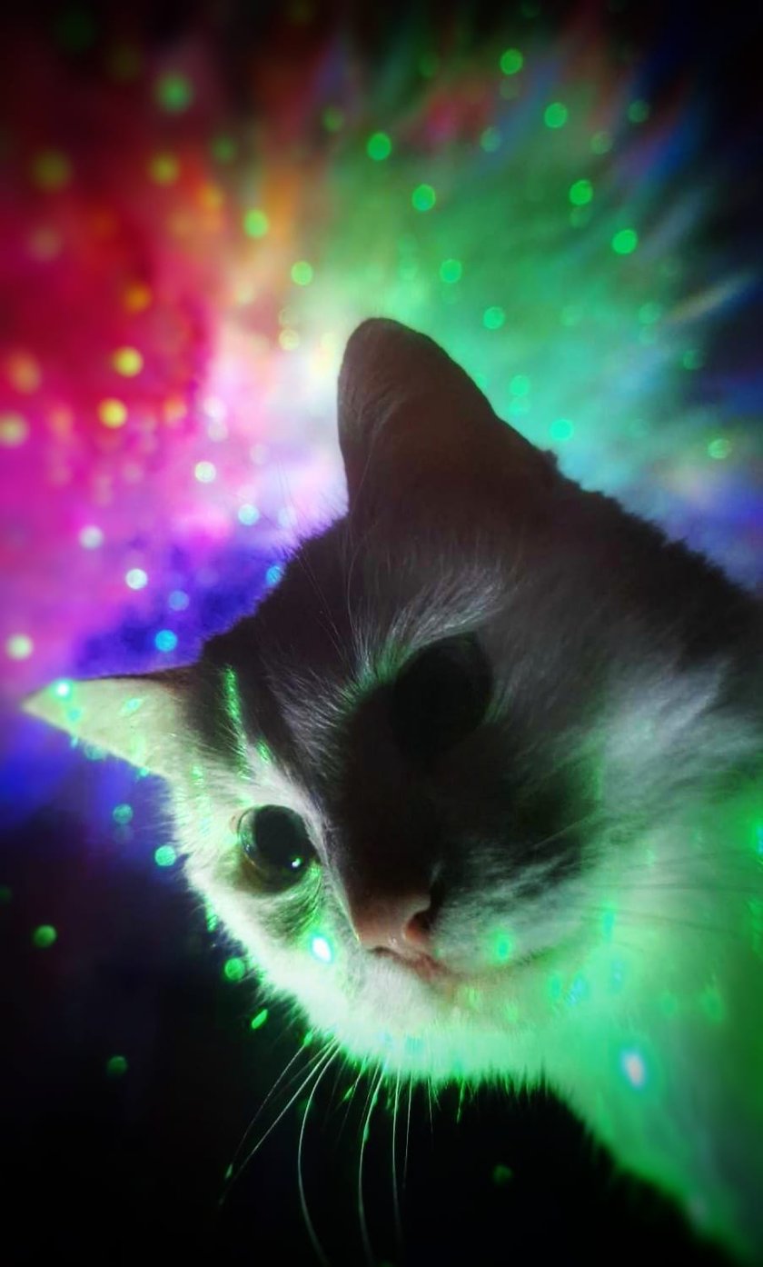 Koty czytelników / internautów www.wroclaw.pl