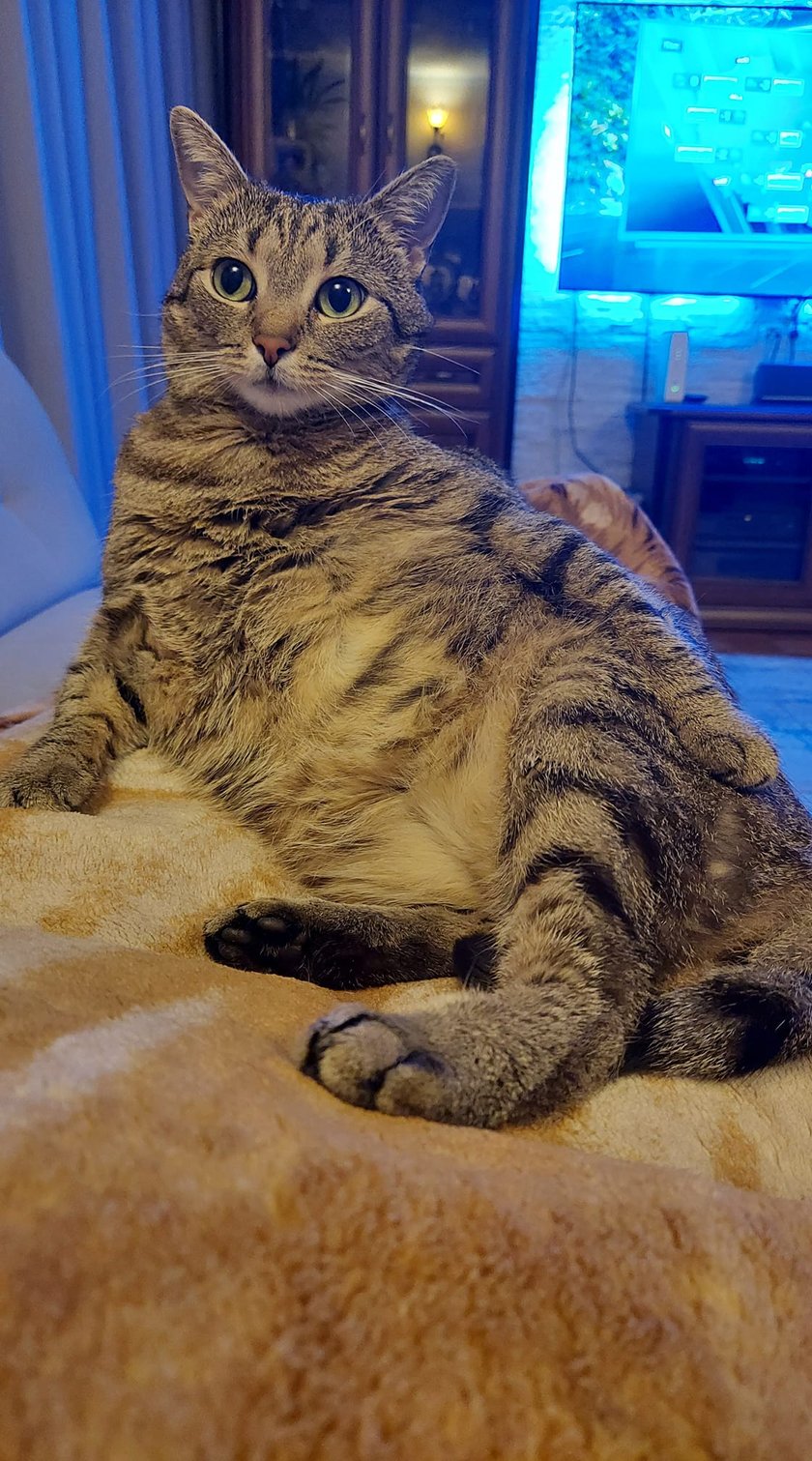 Koty czytelników / internautów www.wroclaw.pl