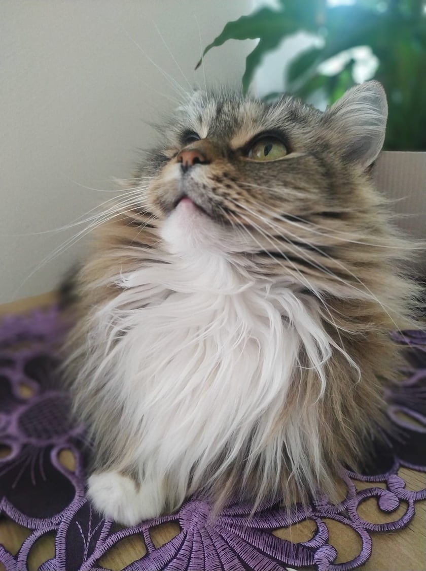 Koty czytelników / internautów www.wroclaw.pl