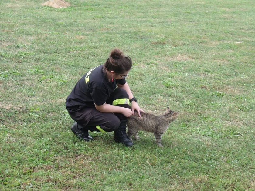 Koty czytelników / internautów www.wroclaw.pl