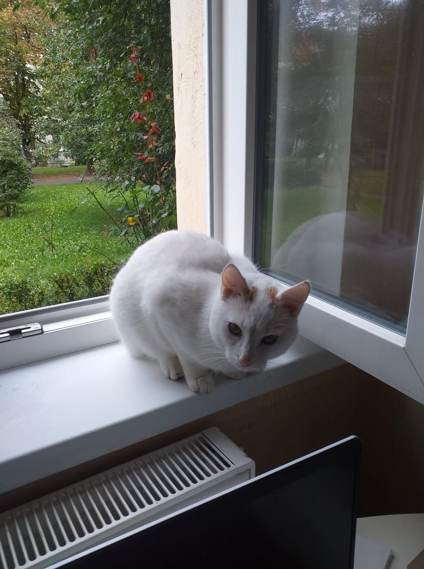 Koty czytelników / internautów www.wroclaw.pl