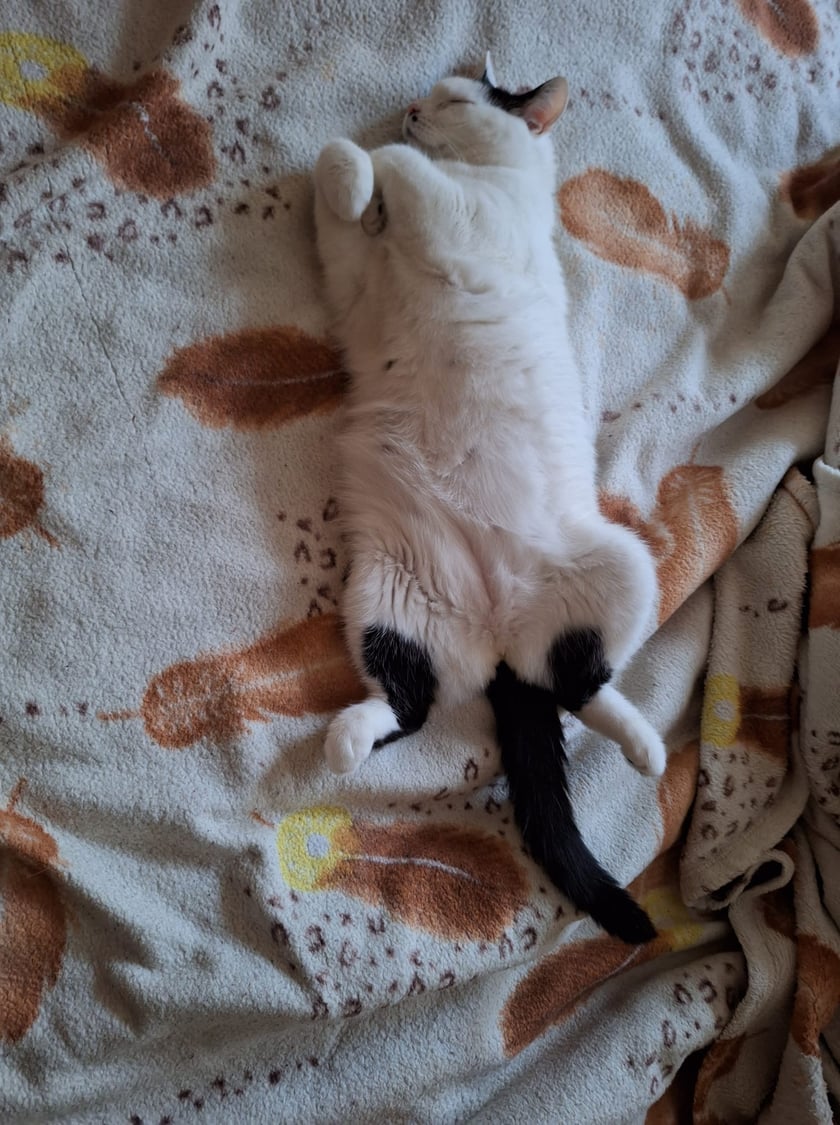 Koty czytelników / internautów www.wroclaw.pl