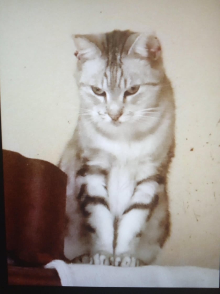 Koty czytelników / internautów www.wroclaw.pl