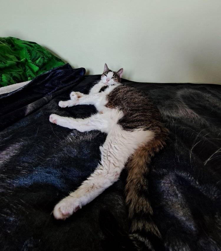 Koty czytelników / internautów www.wroclaw.pl