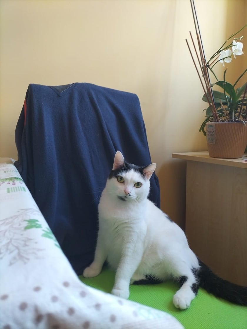 Koty czytelników / internautów www.wroclaw.pl