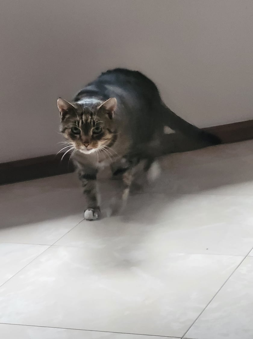 Koty czytelników / internautów www.wroclaw.pl