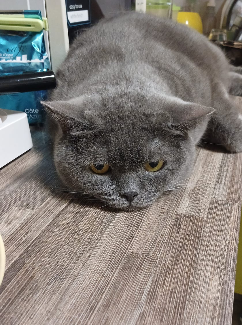 Koty czytelników / internautów www.wroclaw.pl