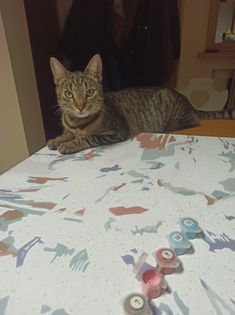 Koty czytelników / internautów www.wroclaw.pl