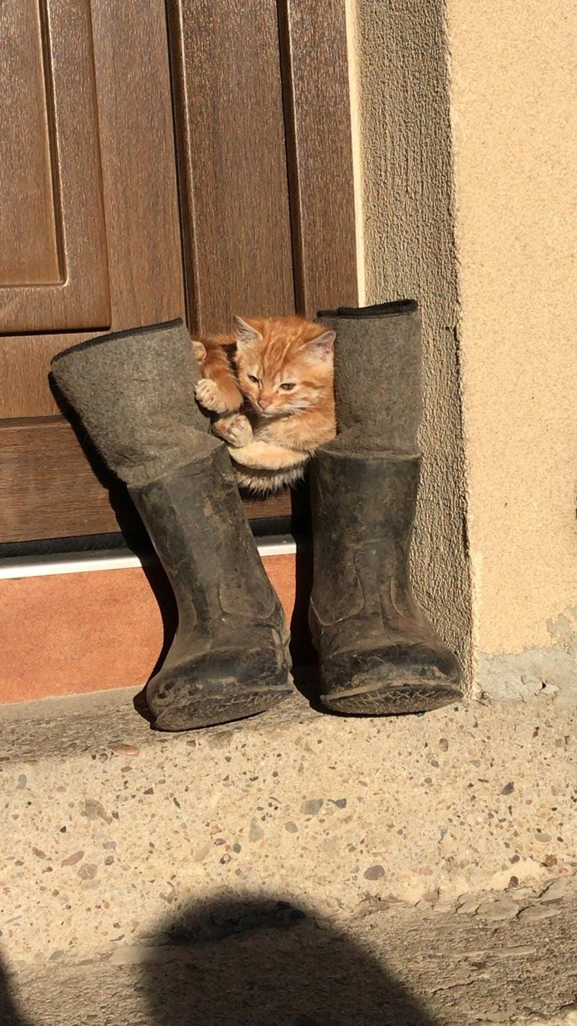 Koty czytelników / internautów www.wroclaw.pl