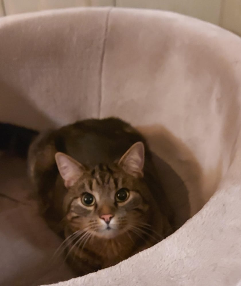 Koty czytelników / internautów www.wroclaw.pl