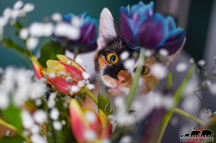 Koty czytelników / internautów www.wroclaw.pl