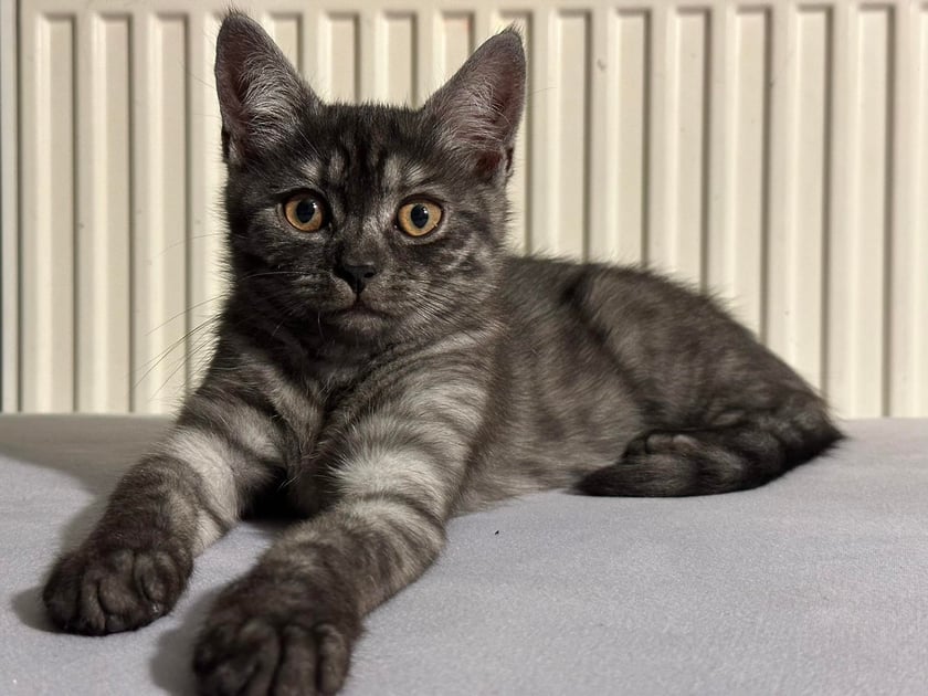 Koty czytelników / internautów www.wroclaw.pl