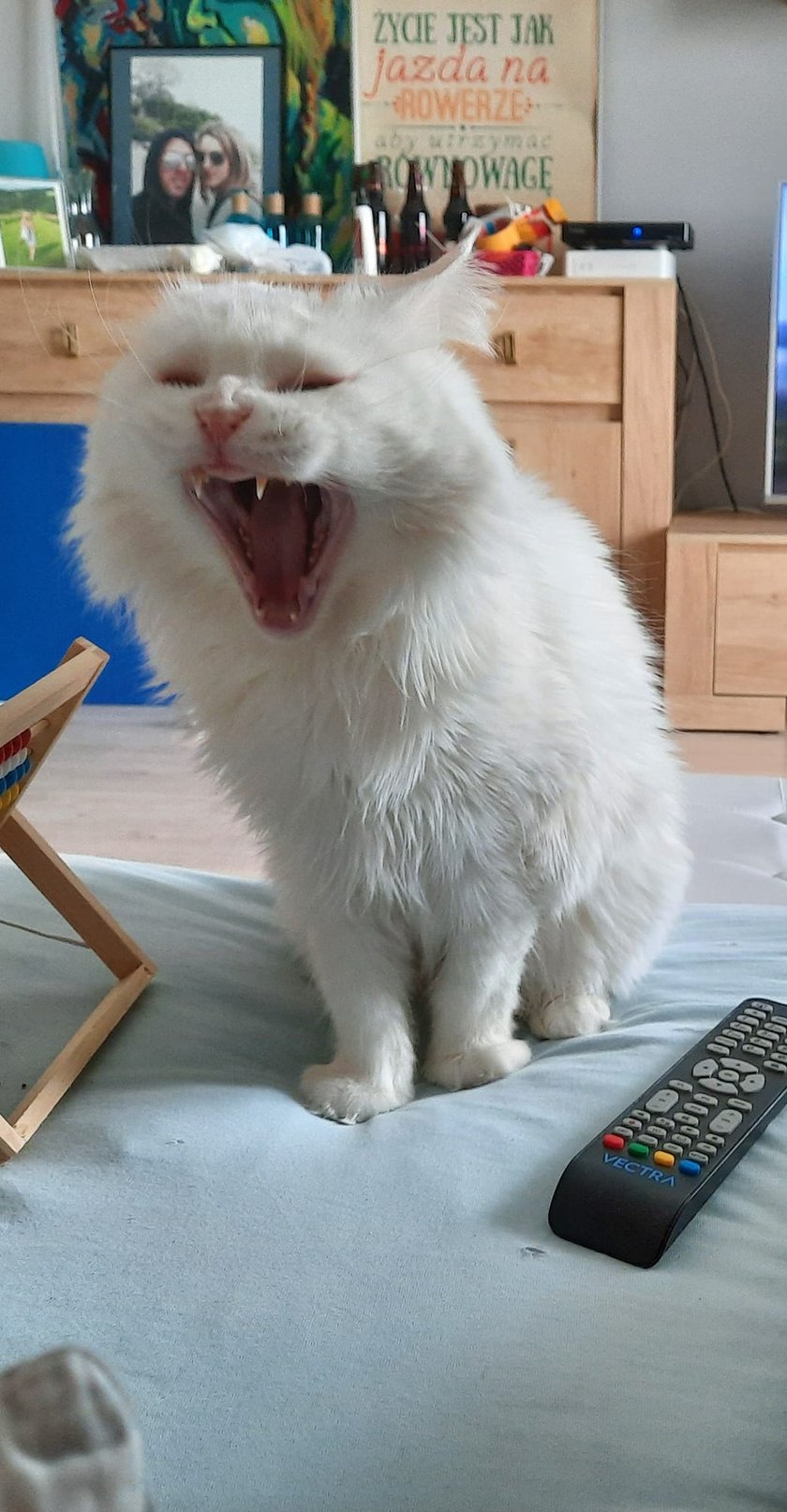 Koty czytelników / internautów www.wroclaw.pl