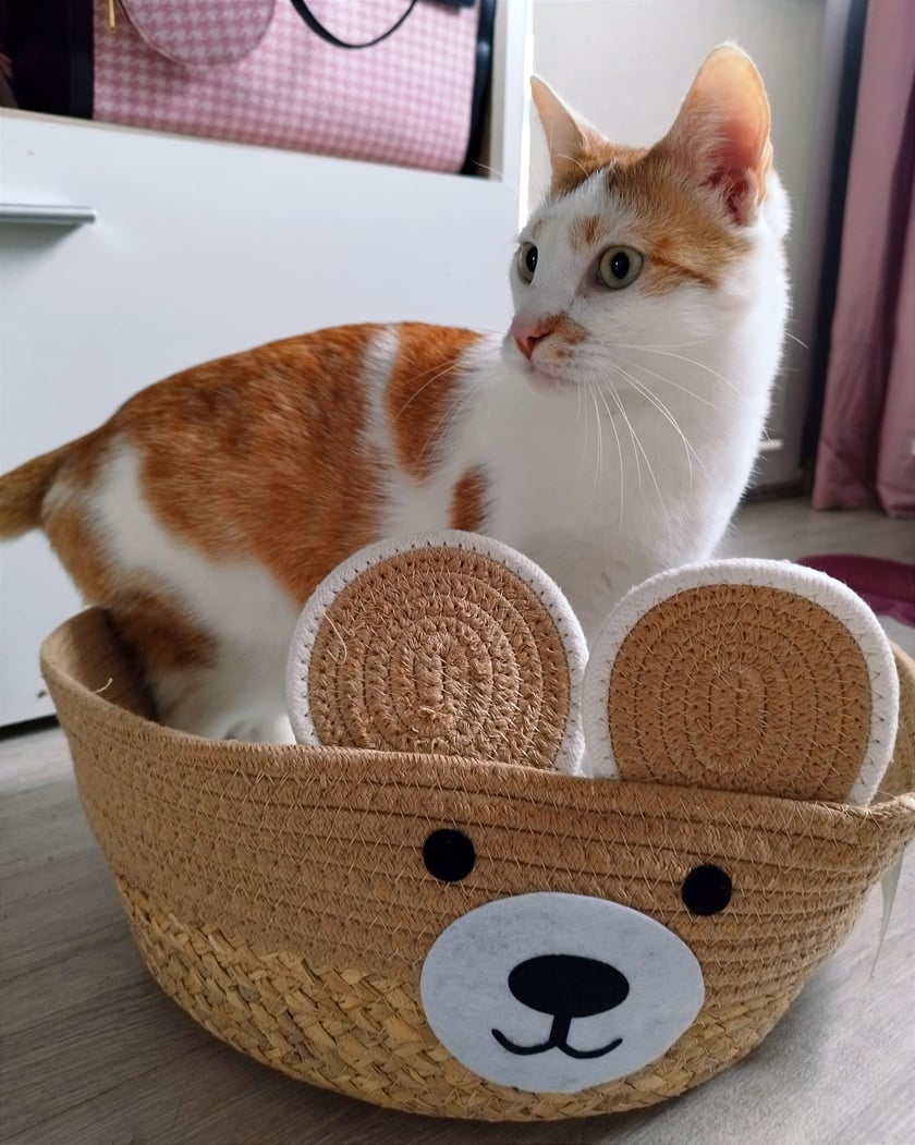 Koty czytelników / internautów www.wroclaw.pl