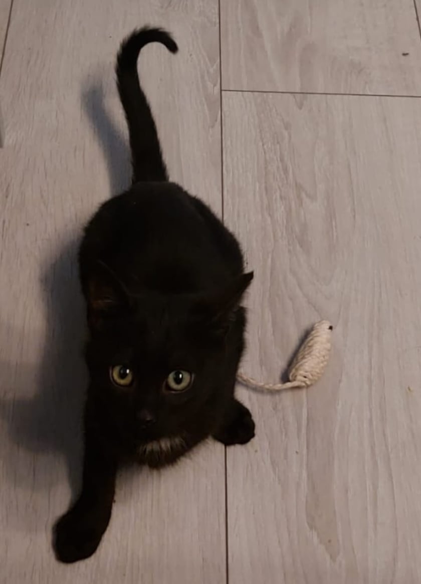 Koty czytelników / internautów www.wroclaw.pl