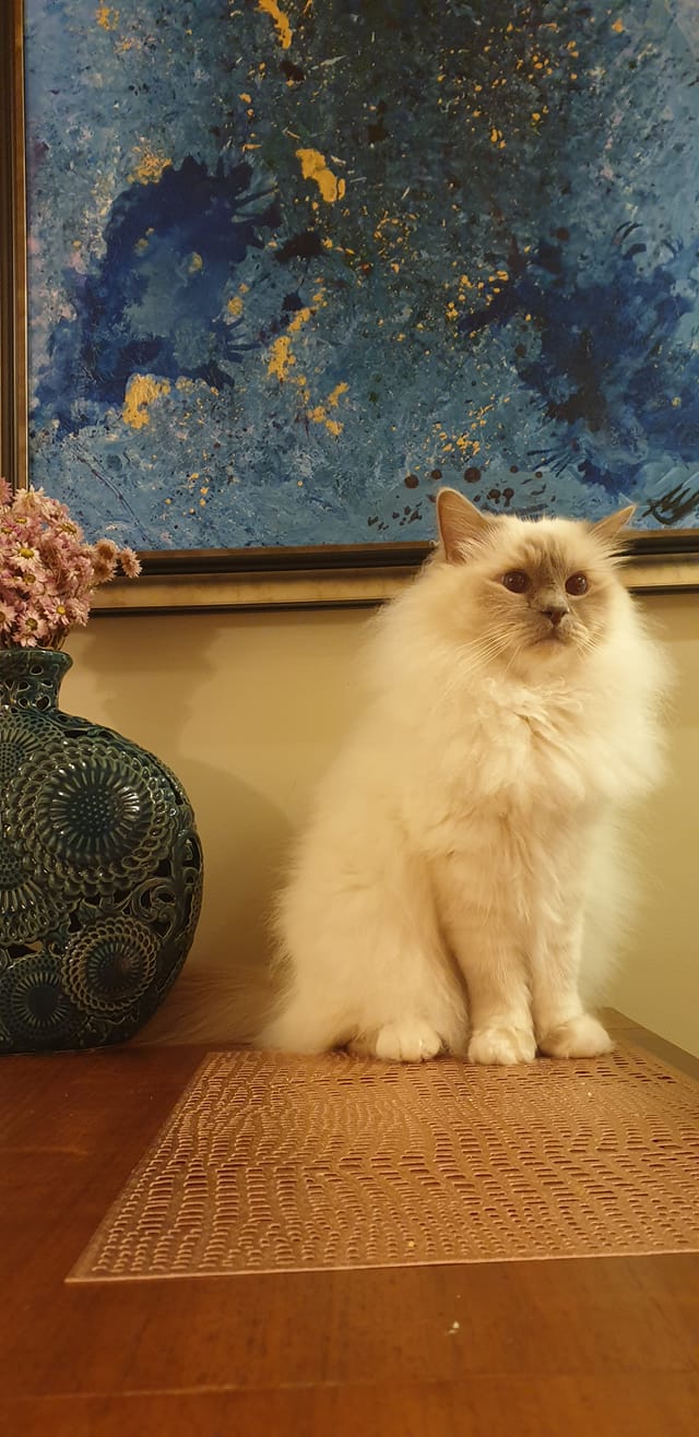 Koty czytelników / internautów www.wroclaw.pl