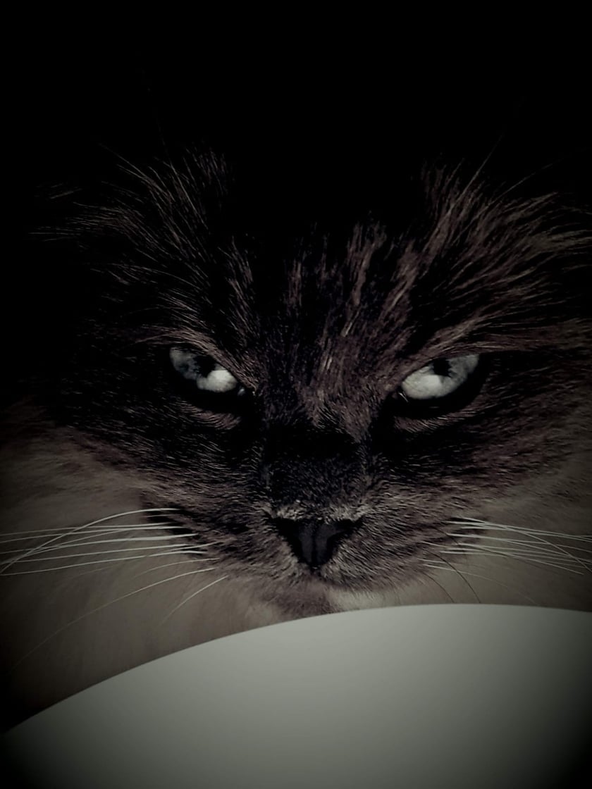 Koty czytelników / internautów www.wroclaw.pl