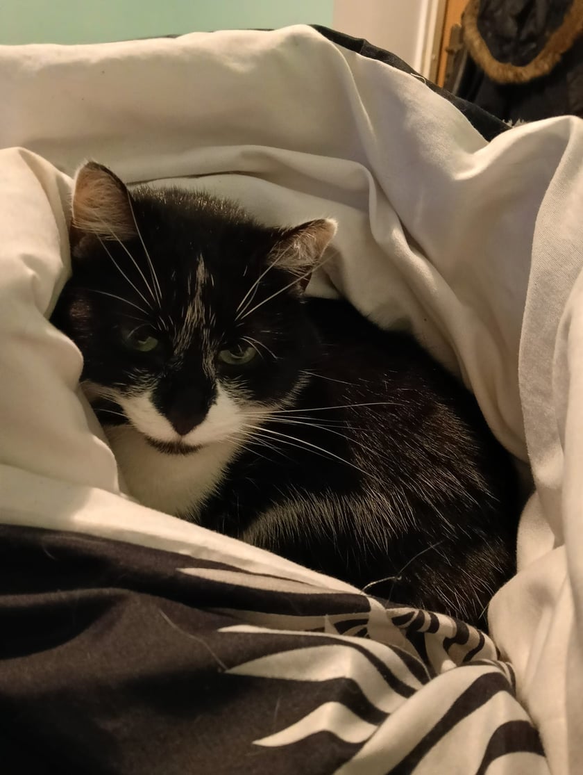 Koty czytelników / internautów www.wroclaw.pl