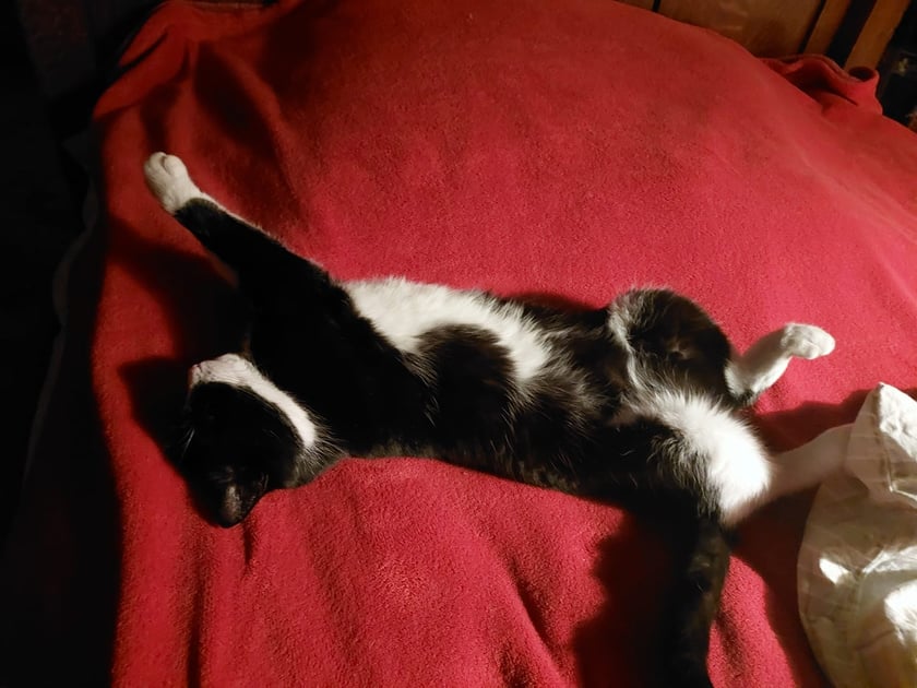 Koty czytelników / internautów www.wroclaw.pl