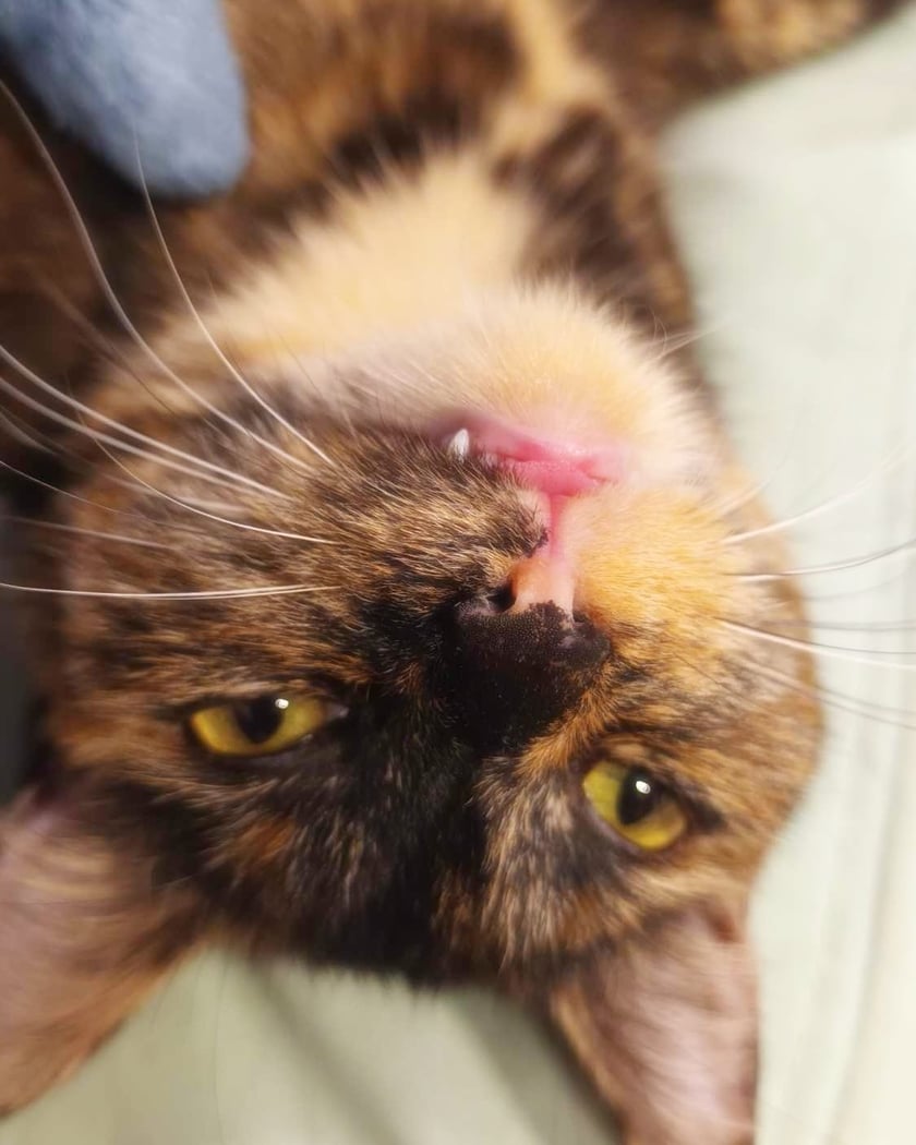 Koty czytelników / internautów www.wroclaw.pl