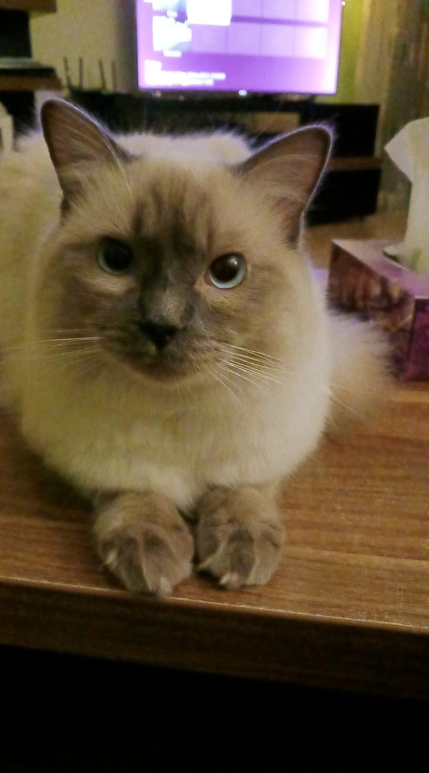 Koty czytelników / internautów www.wroclaw.pl