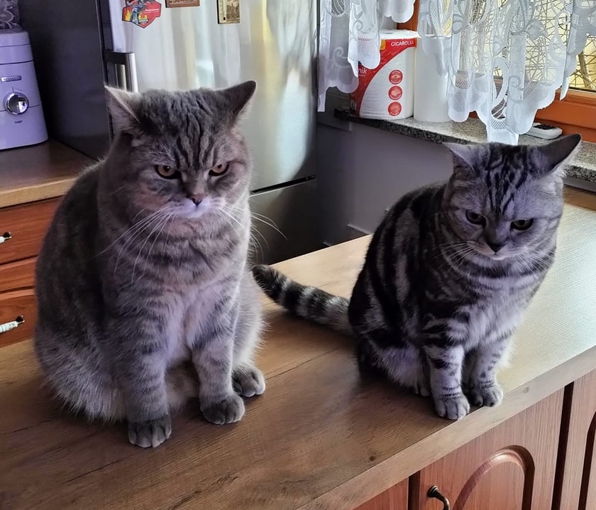 Koty czytelników / internautów www.wroclaw.pl