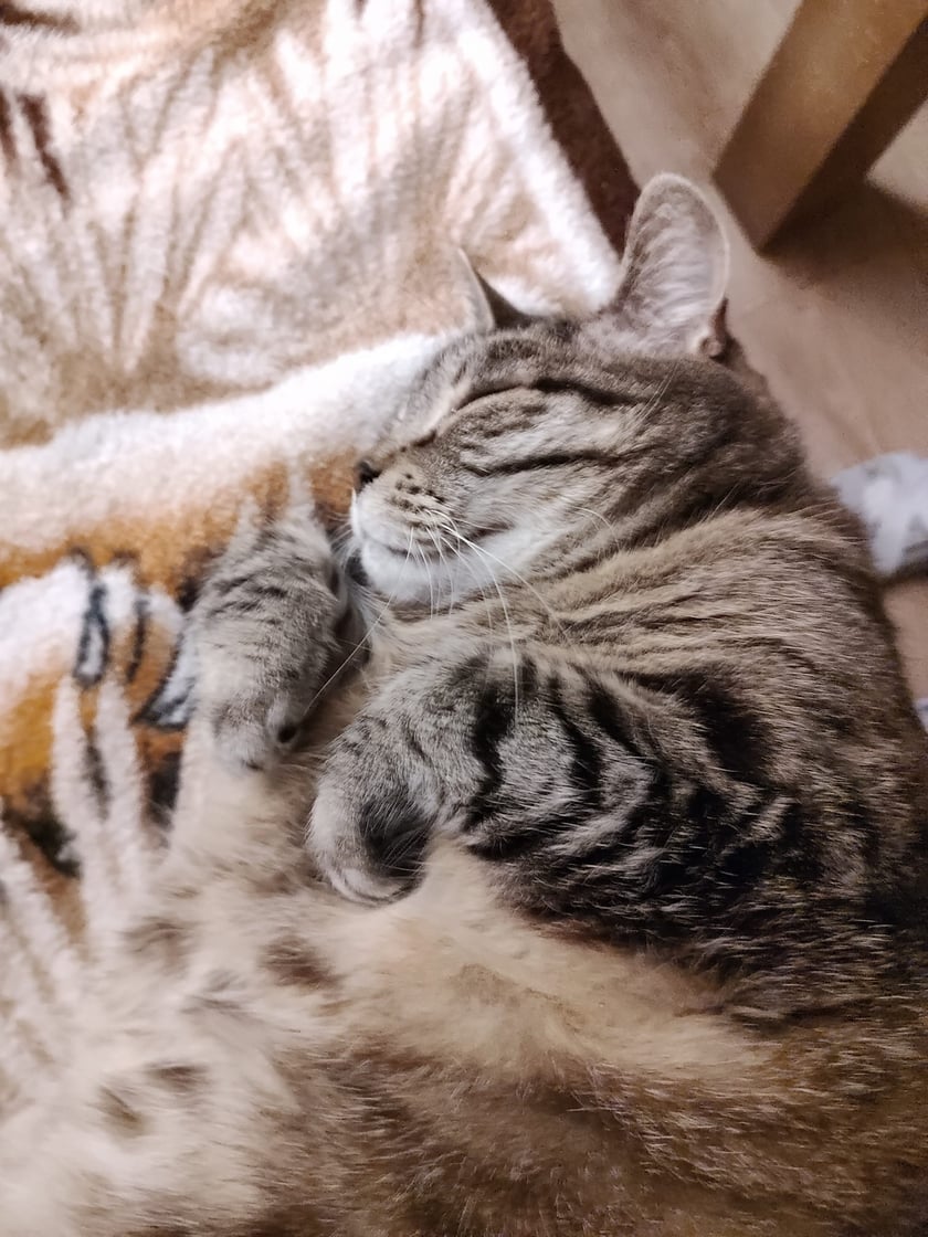 Koty czytelników / internautów www.wroclaw.pl