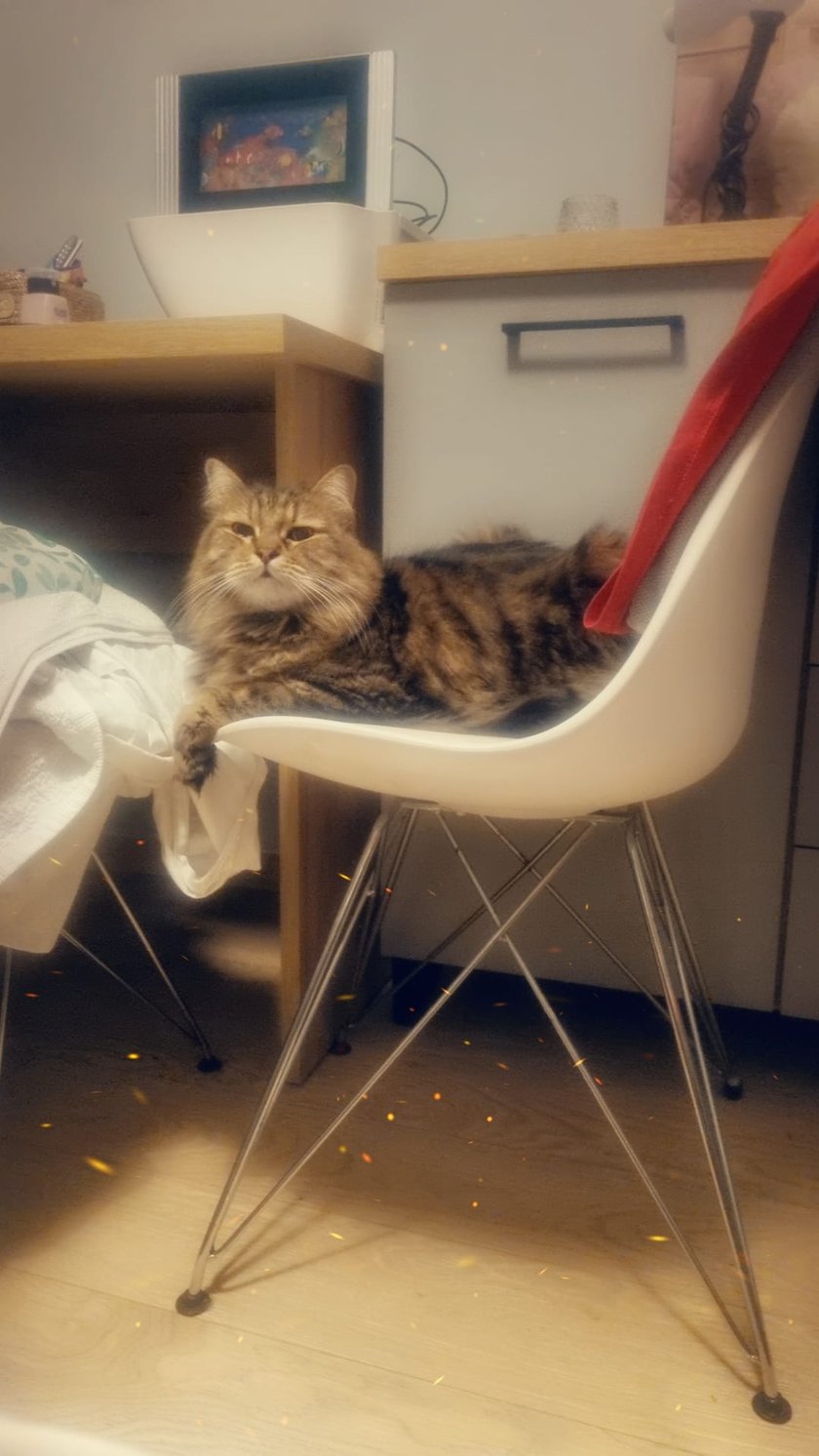 Koty czytelników / internautów www.wroclaw.pl