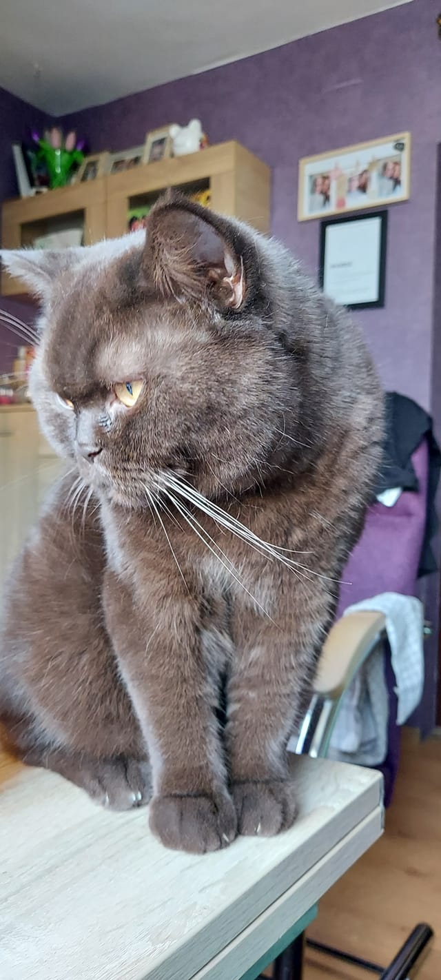 Koty czytelników / internautów www.wroclaw.pl