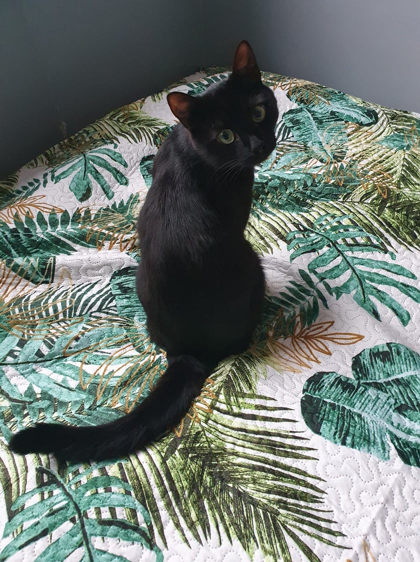 Koty czytelników / internautów www.wroclaw.pl