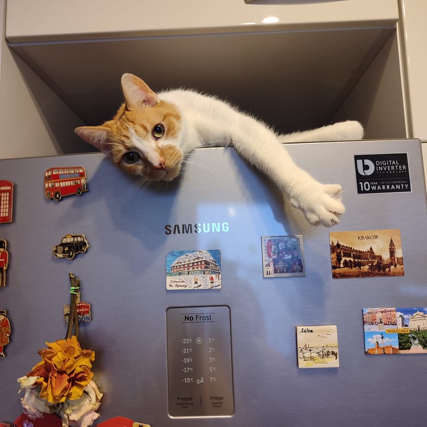 Koty czytelników / internautów www.wroclaw.pl