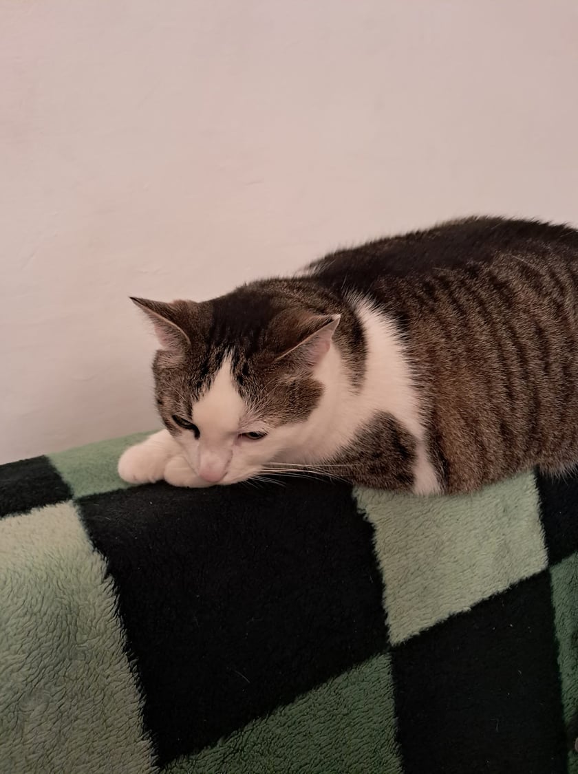 Koty czytelników / internautów www.wroclaw.pl