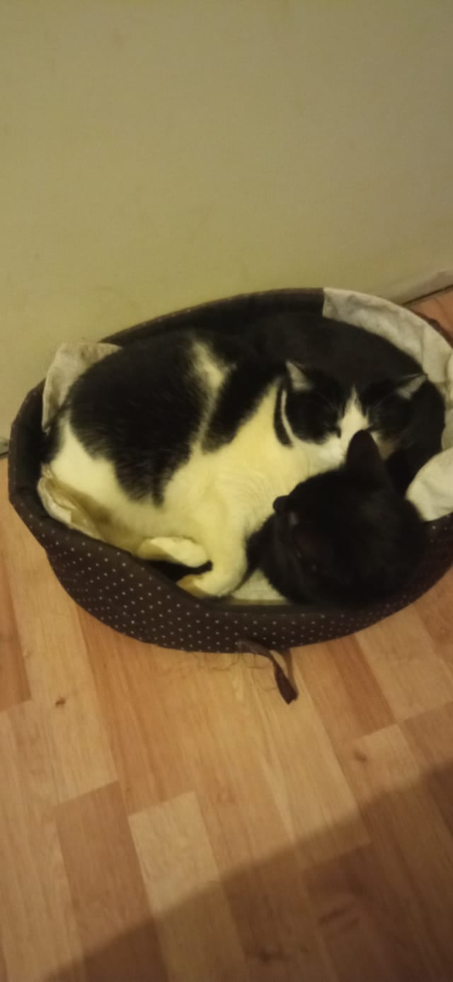 Koty czytelników / internautów www.wroclaw.pl