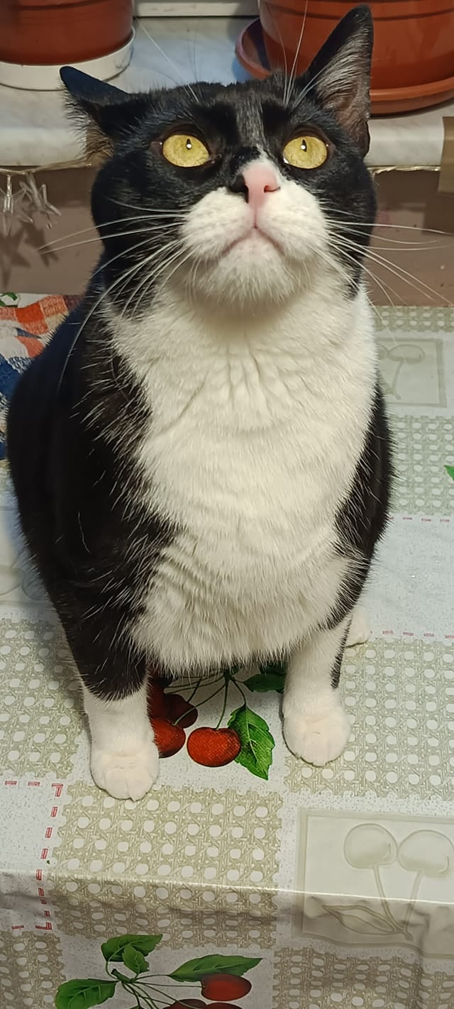 Koty czytelników / internautów www.wroclaw.pl