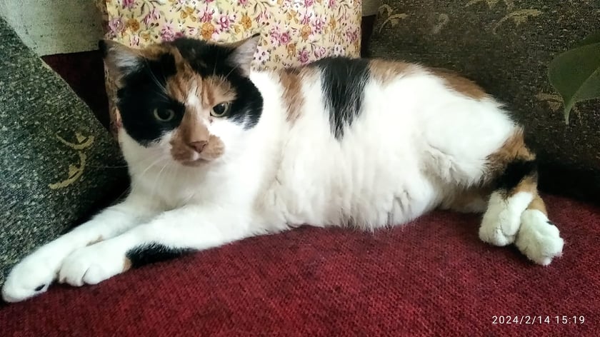 Koty czytelników / internautów www.wroclaw.pl