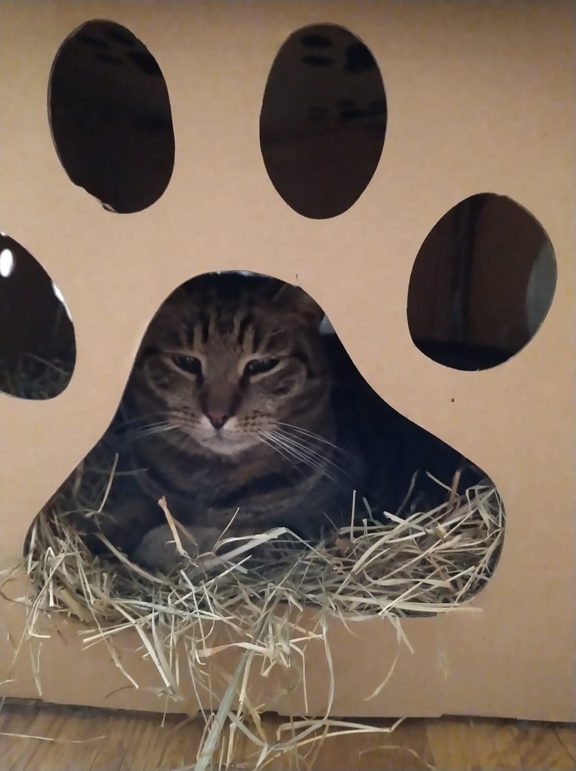 Koty czytelników / internautów www.wroclaw.pl