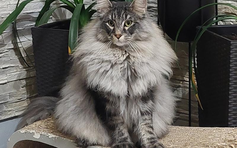 Koty czytelników / internautów www.wroclaw.pl