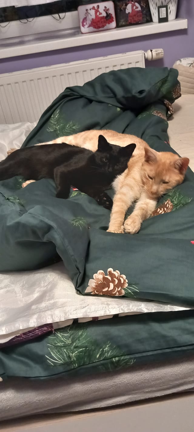 Koty czytelników / internautów www.wroclaw.pl