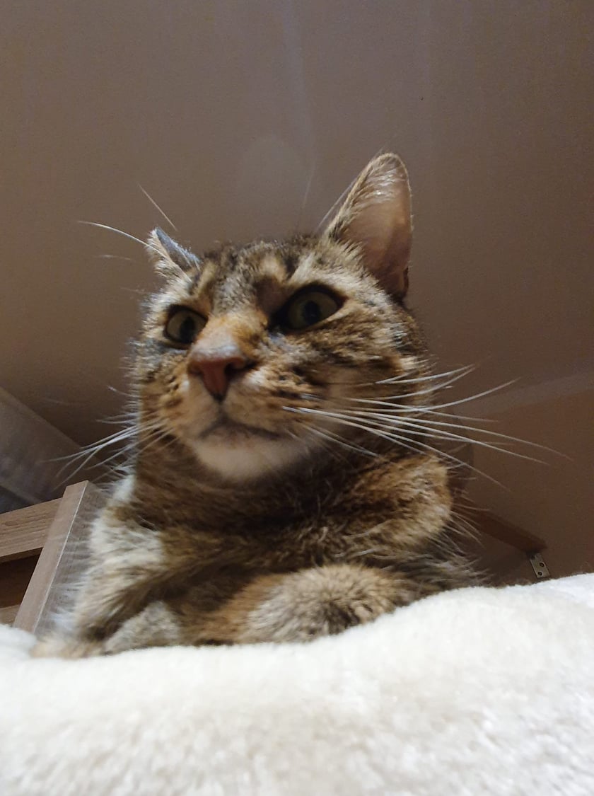 Koty czytelników / internautów www.wroclaw.pl