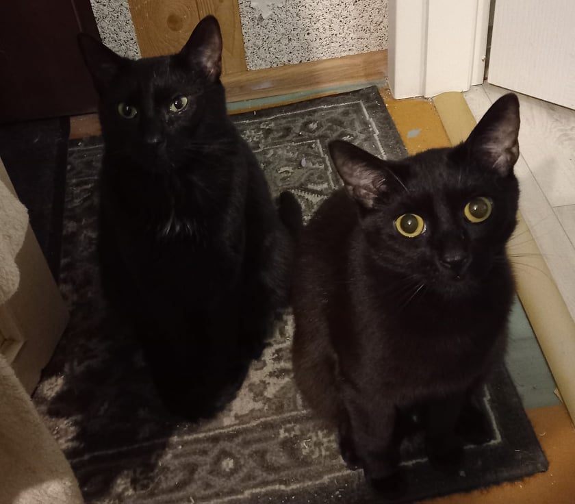 Koty czytelników / internautów www.wroclaw.pl