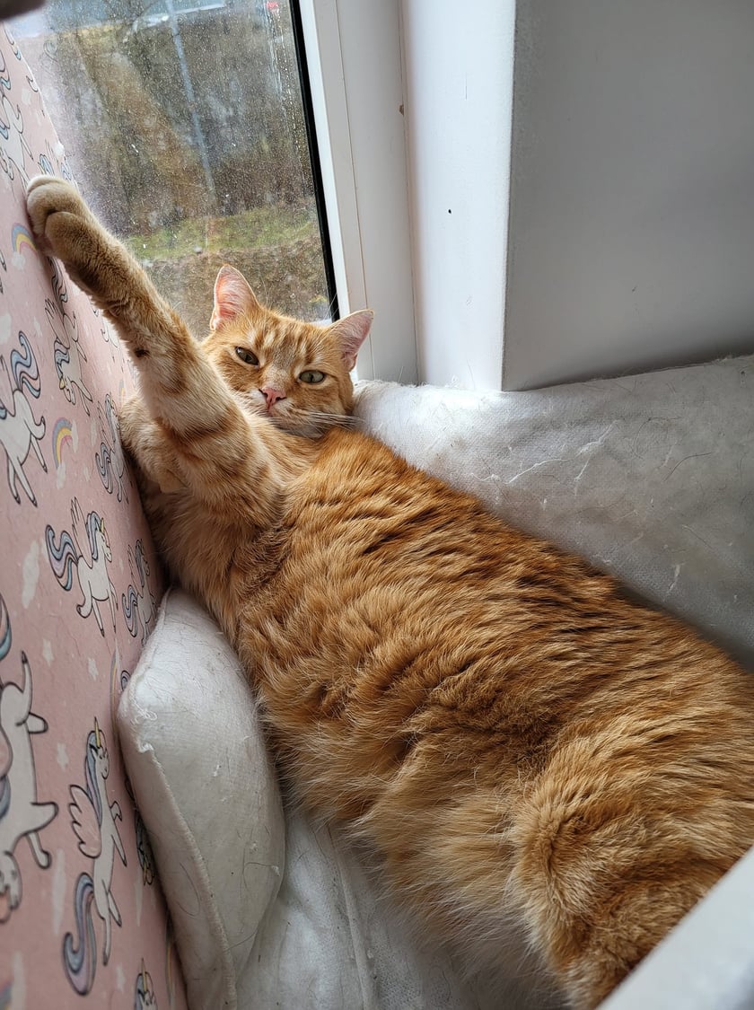 Koty czytelników / internautów www.wroclaw.pl