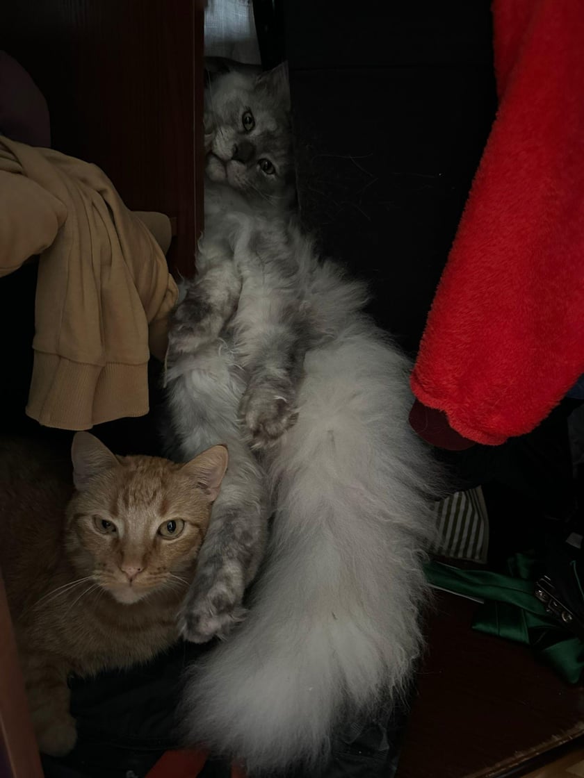 Koty czytelników / internautów www.wroclaw.pl