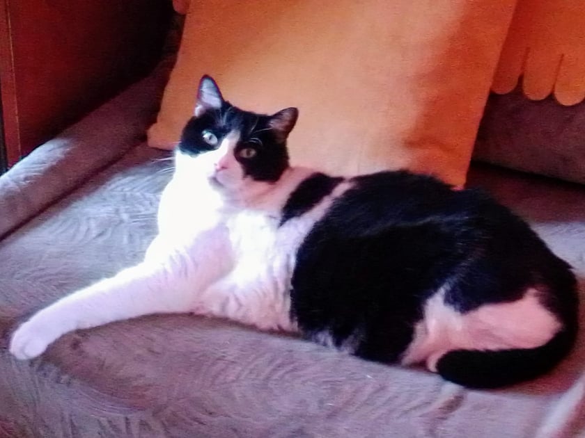 Koty czytelników / internautów www.wroclaw.pl